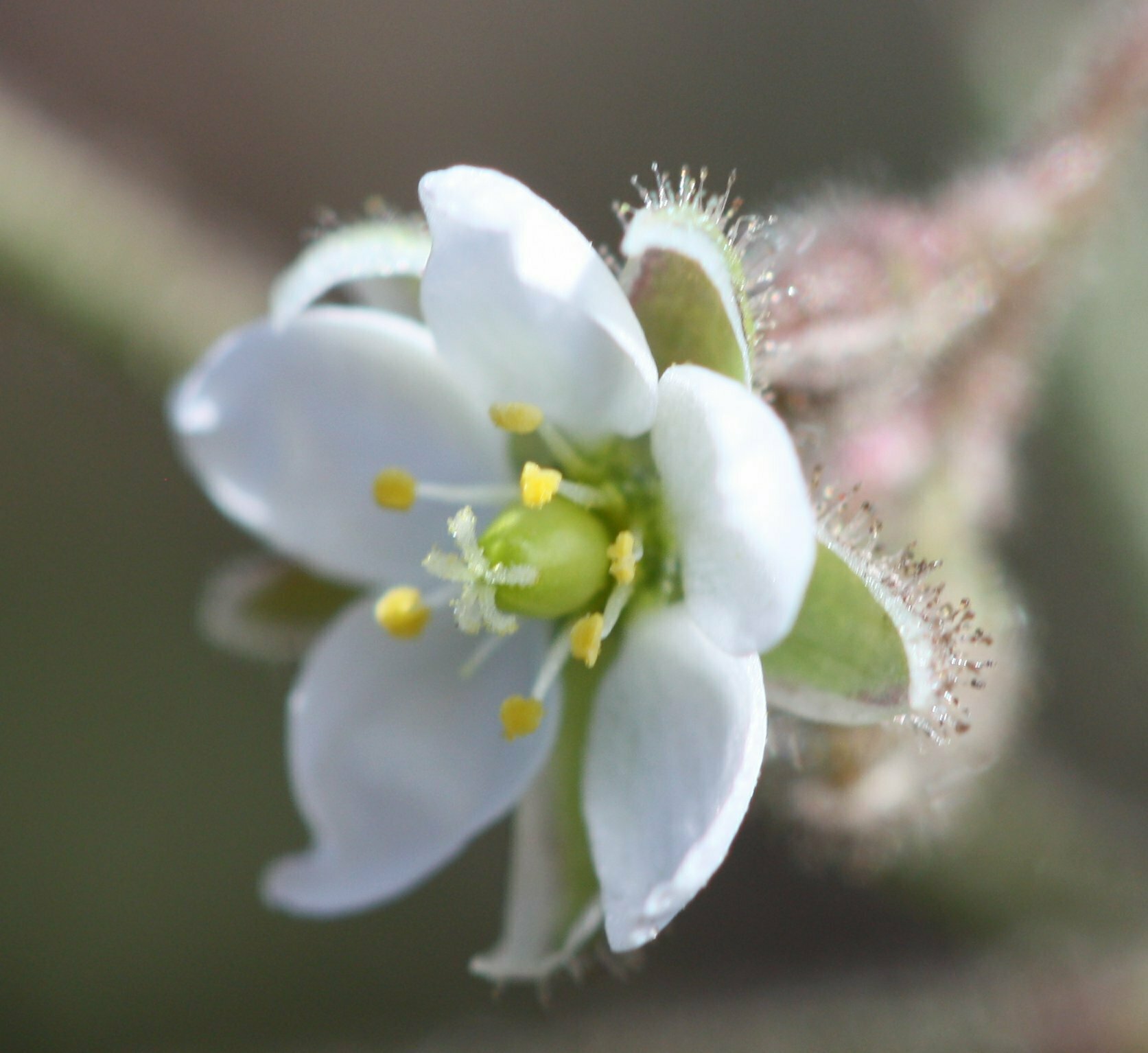 High Resolution Spergularia arvensis Flower